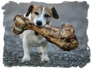 big-bone-small-dog (2)